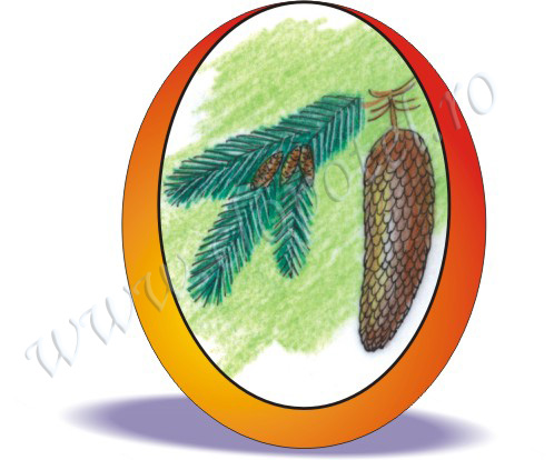 Spruce fir